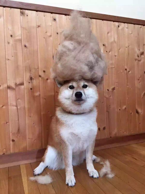 柴犬和秋田犬 还有人搞混这两种狗狗 一文告诉你两者的区别 看点快报