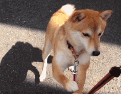 柴犬老爸撒娇耍赖求儿子陪自己玩,结果被小柴鄙视!