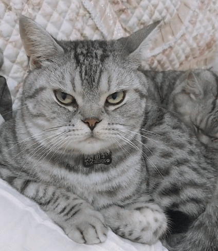 悠闲聪明的小花猫,外表帅气迷人,萌化你的心没商量!