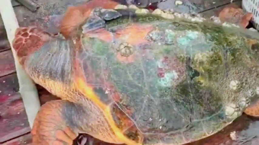 0?fmt=jpg&size=44&h=480&w=854&ppv=1