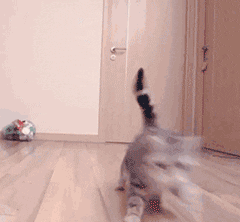 猫咪,表情包