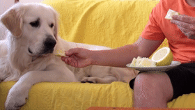 喂大金毛吃柠檬,这货的表情超搞笑……行走的表情包!