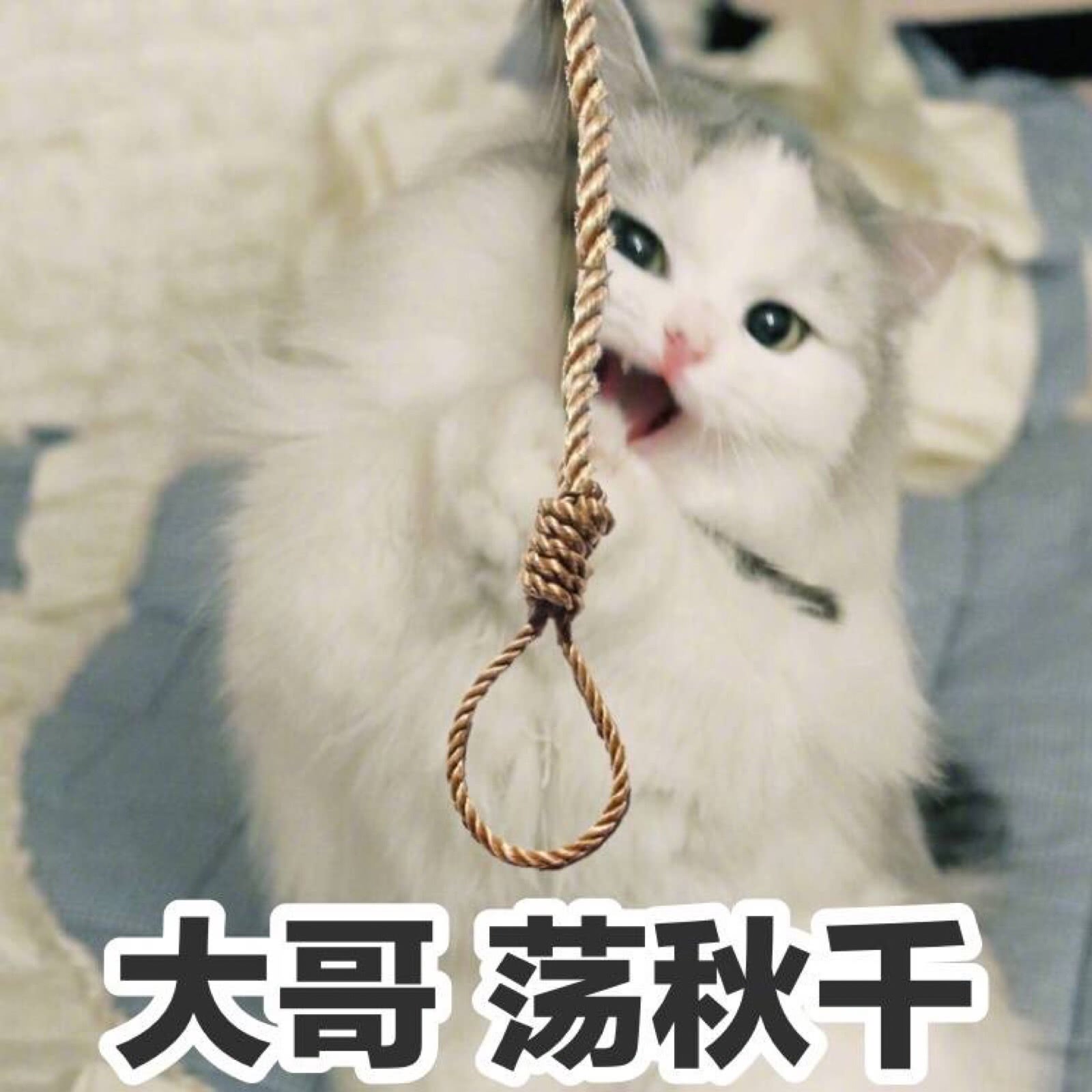 可爱猫咪搞笑表情包:大哥,来荡秋千!