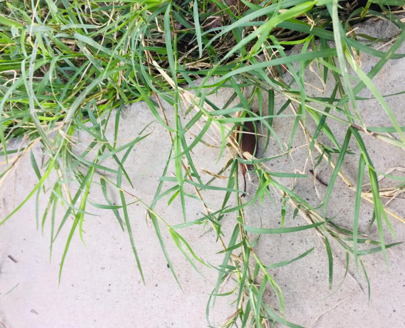 路边常见的这几种杂草 你能分辨清楚吗 看点快报