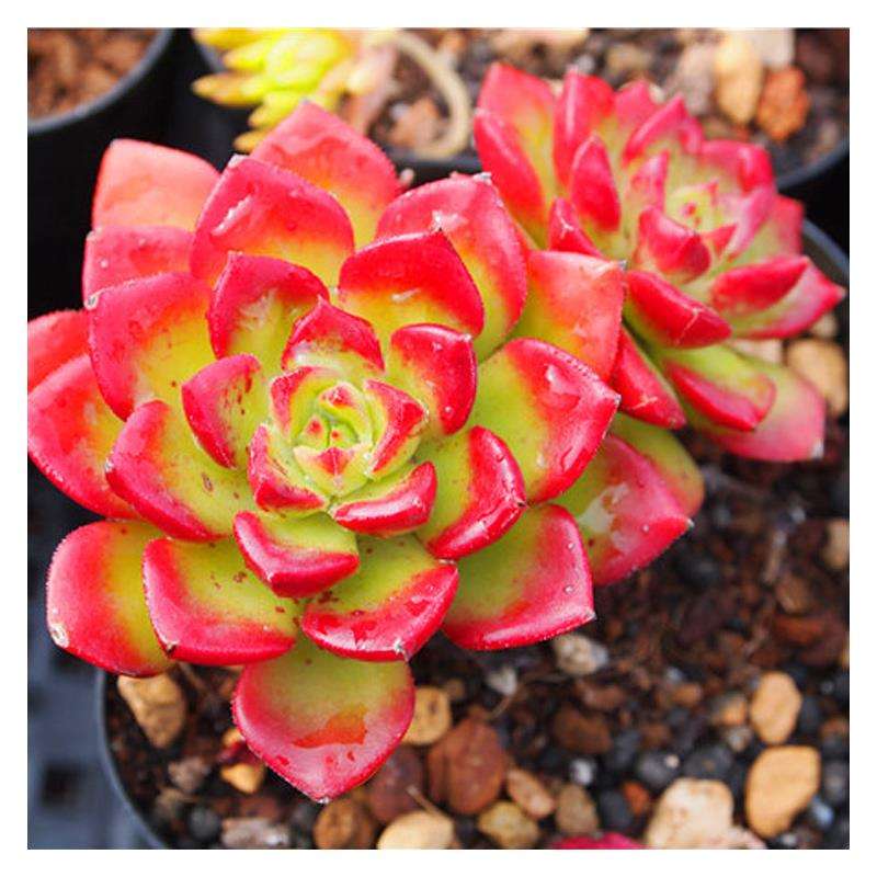 养 4种 多肉太赚了 皮实好养 易爆盆 叶子好看 有精神 看点快报