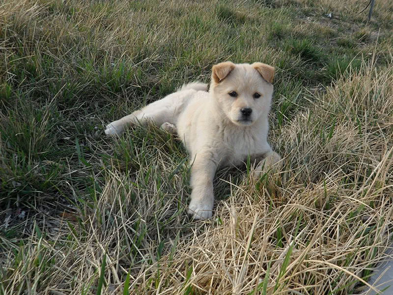 为什么中华田园犬做不了警犬?不是因为笨,而是因为聪明过头了!