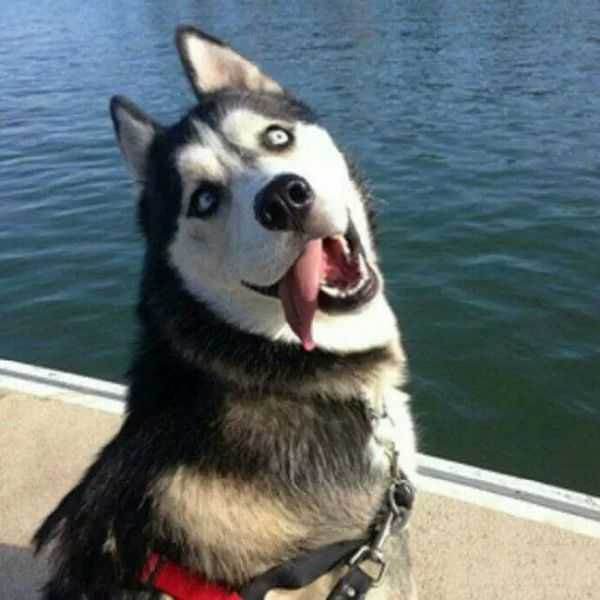 数九寒天 你家的狗狗会怕冷吗 看点快报