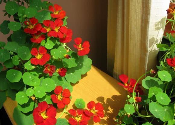 7月中旬 这几种 反季节 花卉 8块钱一盆 到9月 花开爆盆 看点快报