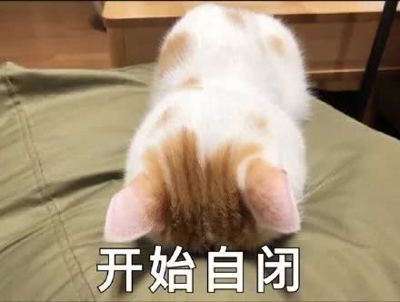 搞笑一波喵星人表情包,开始自闭