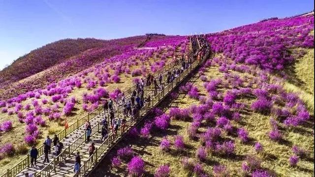 呼伦贝尔的五月丨杜鹃花盛开的季节 看点快报