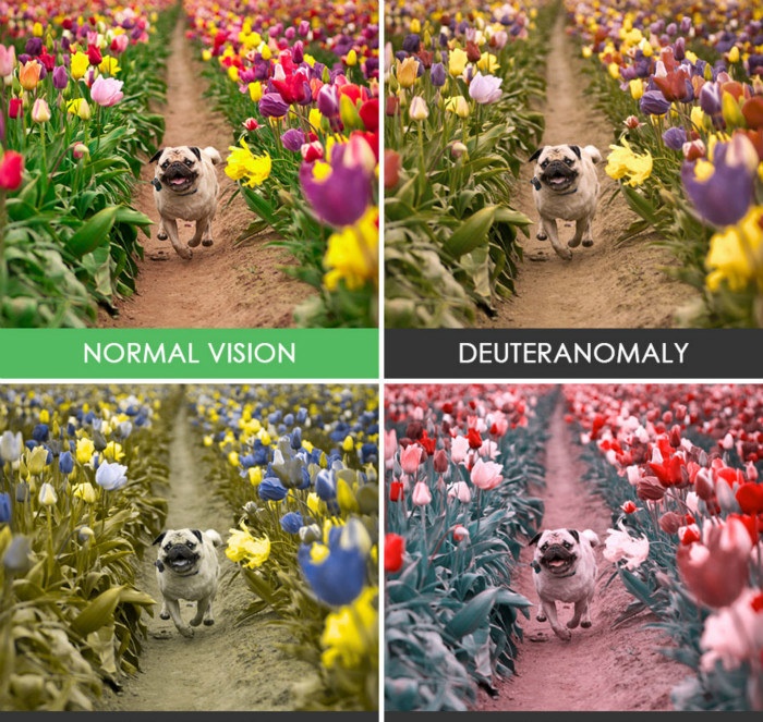 16张色盲色弱测试图 从简单到困难 看看你能看出第几张图 看点快报