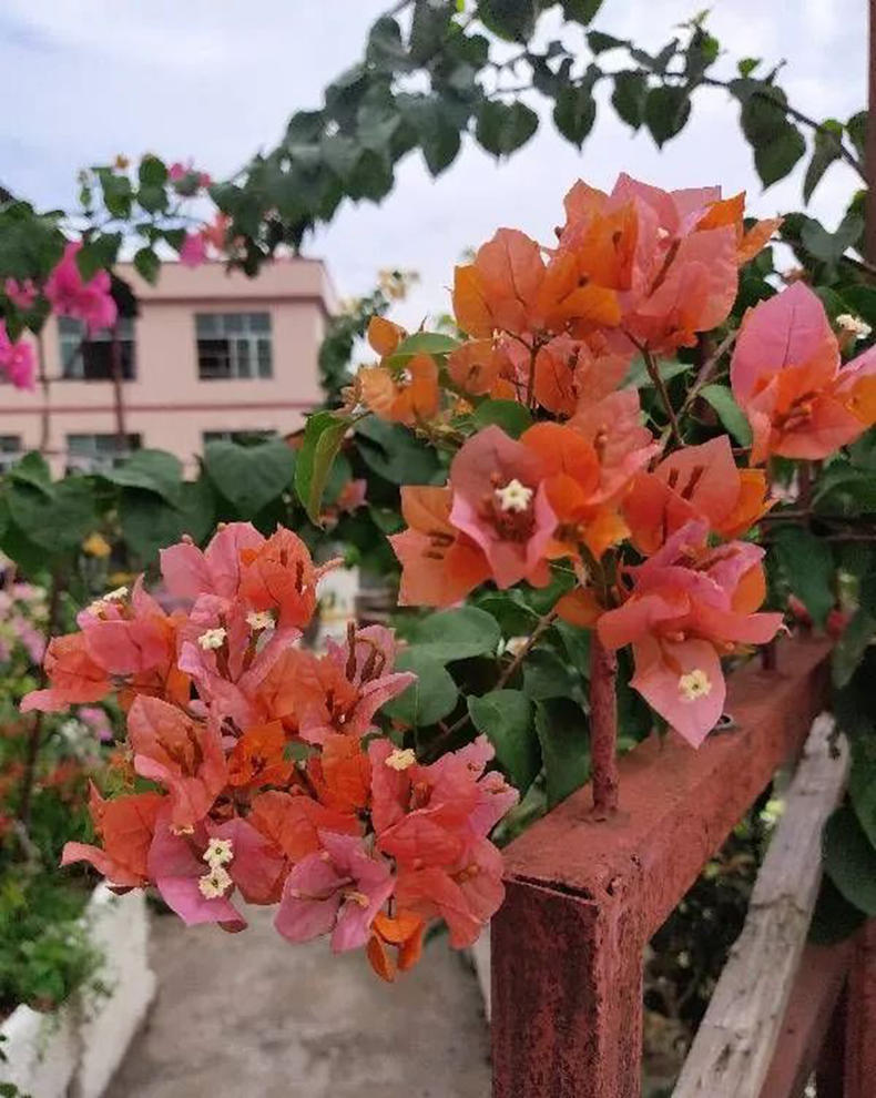 多年三角梅种植经验,推荐我心中的经典