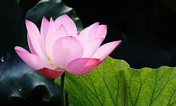 莲花在佛教中到底有何象征