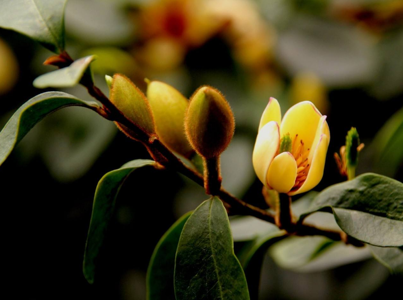 诗词鉴赏 花能含笑笑何人 古诗词了的含笑花 如美人含羞 嫣然一笑 看点快报