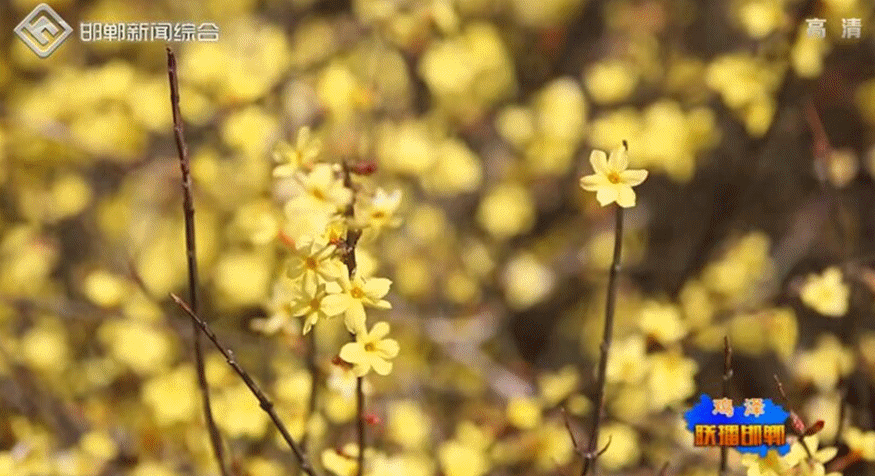 鸡泽:万物复苏 大地充满生机与希望