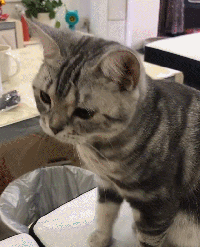 憨态可掬的喵星人,这傻乎乎的小表情,真的好逗啊!