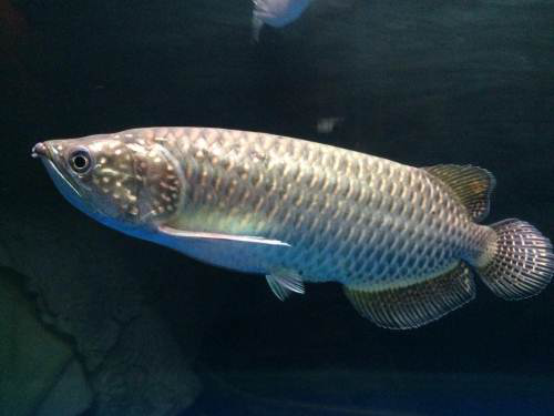 女子把新买的乌龟放进鱼缸 醒来后十分后悔 这回真的破产了 看点快报