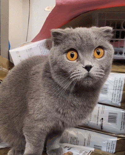 好呆萌且懒洋洋的小萌猫,十分的机灵可爱让人怜爱,看了不笑你就厉害!