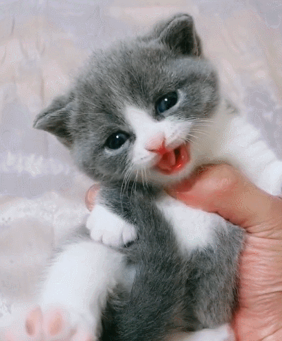 十分有趣且机智聪明的小花猫,都来瞧瞧这憨憨的样子,不得不说太纯真了