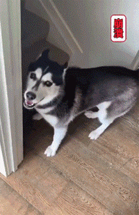 二哈,铲屎官,哈士奇