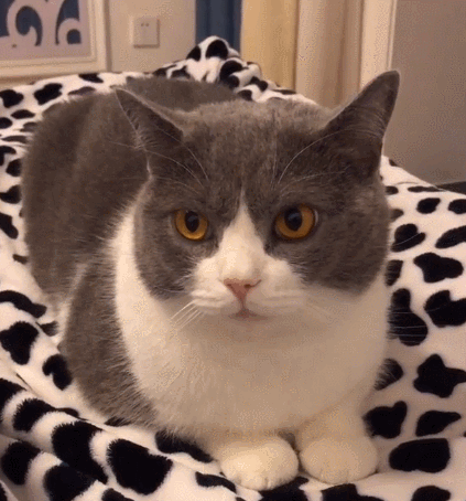 娇小玲珑的小花猫瞧这呆萌的小模样真是一只小可爱