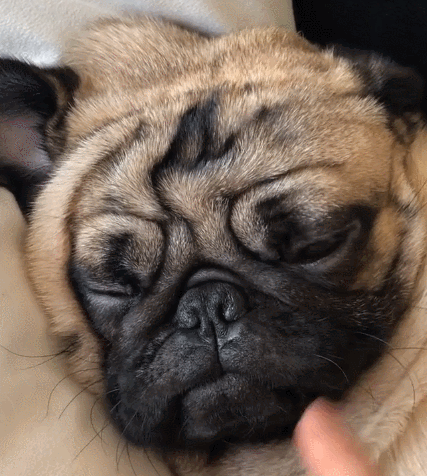 二货,萌宠,生活趣事,汪星人