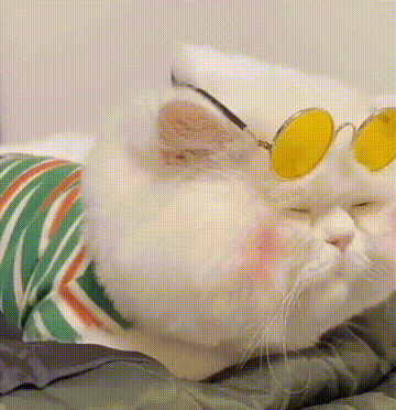 猫咪表情包,猫咪头像