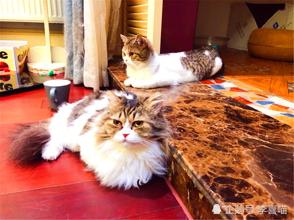 猫咪兴致勃勃看热闹 原是三花猫与布偶猫正在理论 看点快报