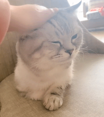 古灵精怪的小猫咪这软萌的小表情真的好想抱抱啊