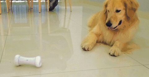 Can Dogs Eat Bones During Pregnancy Why Are Some Of Them Okay If You Eat Some But Some Will Cause Miscarriage Daydaynews