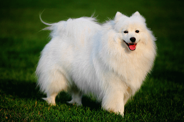 警犬,藏獒,哈士奇,金毛狗,边牧,拉布拉多犬,萨摩耶,边境牧羊犬,金毛犬