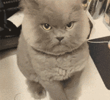 猫咪首次经历地震吓懵逼,全身石化,表情呆滞,内附猫咪