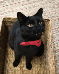 万圣节,铲屎官,猫咪,吸血鬼