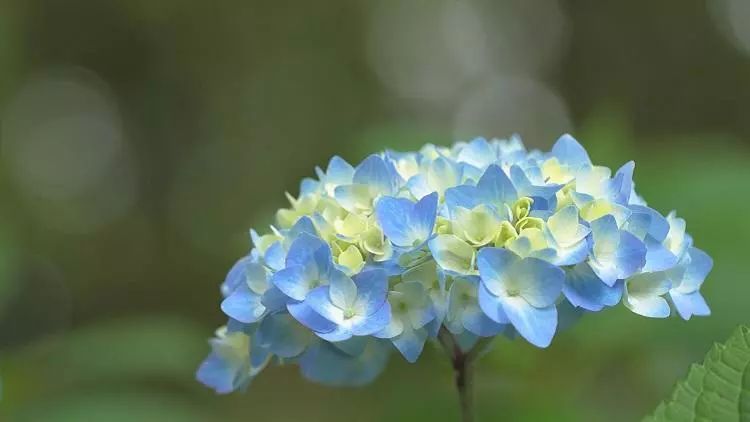 绣球花的扦插小技巧 行动起来吧 看点快报