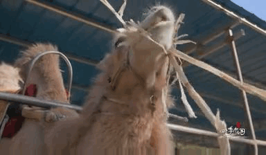 骆驼,敦煌,棉花,秋分