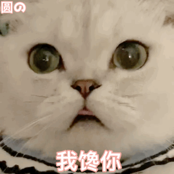 表情包:小可爱猫咪表情包