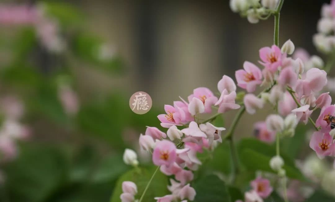 植物缅甸 珊瑚藤 仰光街头的旖旎旧梦 看点快报