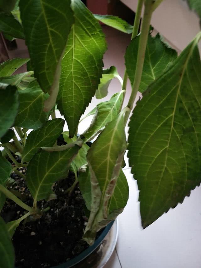 绣球花夏季出现叶子焦枯萎蔫,三种原因所致,及时挽救来得及