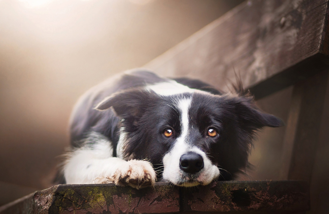 边牧的服从性训练 有正面和负面 你知道吗 看点快报