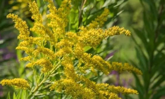 入侵中国的 霸王花 致30种乡土植物消亡 遇到可下无情手 看点快报