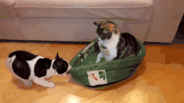 今天我们一起来看看:同时养一只猫和一只狗是怎样的体验?