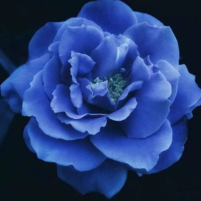 精选头像丨适合做微信头像的真实花朵图片