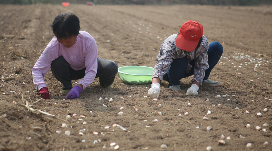 大蒜种植季 掌握整地做畦的方法 大蒜丰产不难 看点快报