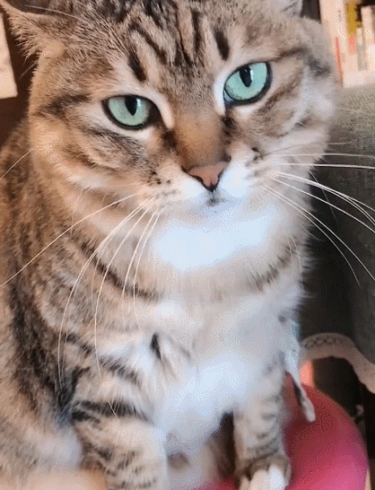 活泼可爱的小猫咪,这傻乎乎的小模样,简直是太逗了!