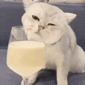 动态猫狗表情包-07