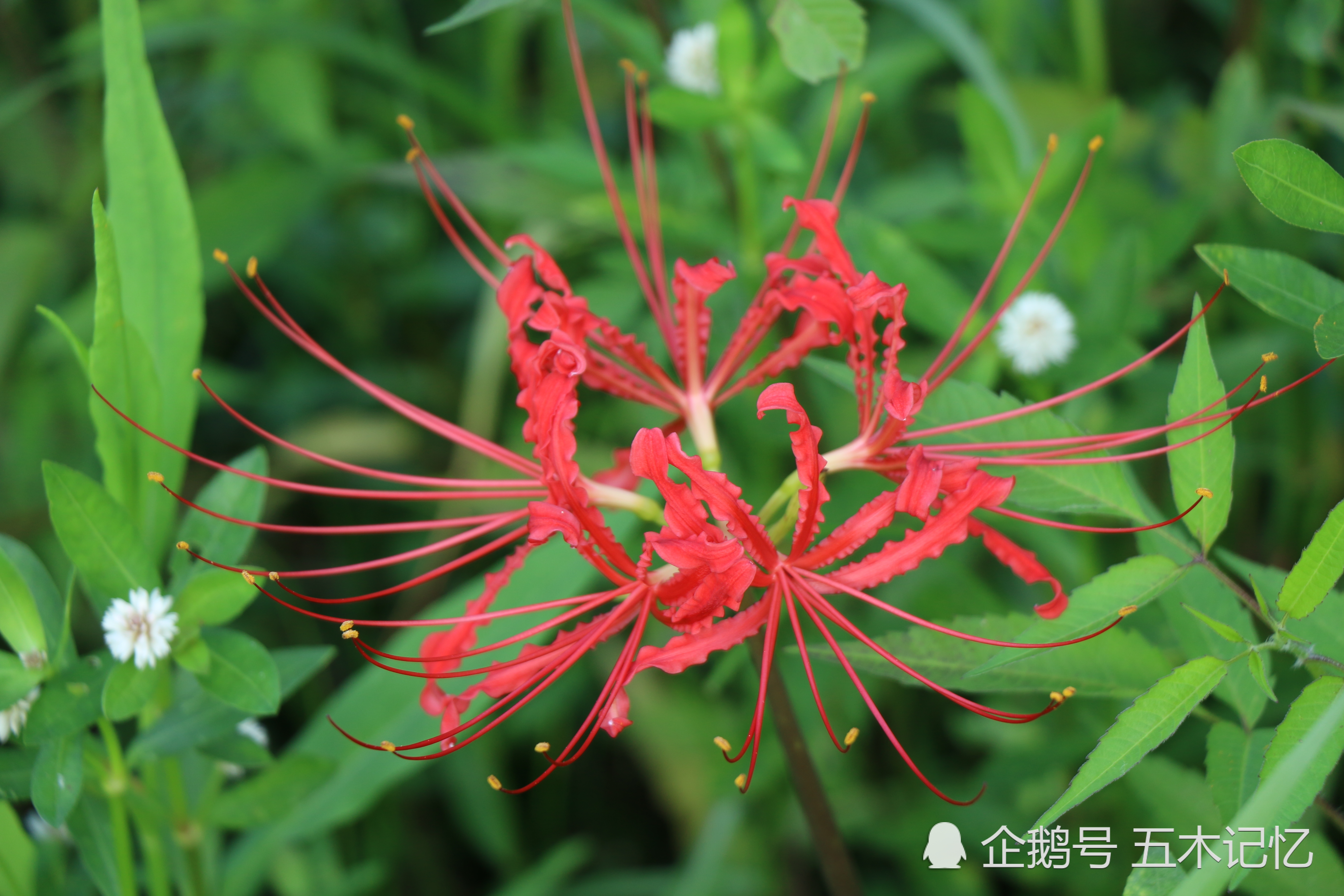 花不见叶 叶不见花 你见过的曼珠沙华是什么颜色 看点快报