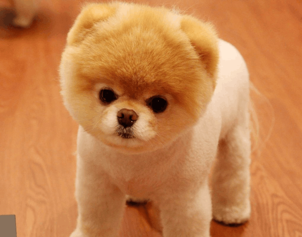 狗突然跳不起来的原因及处理方法 看点快报