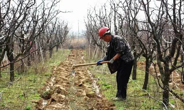 果树 春季给果树施肥 为啥却把果树毁了 原来 肥料不能这样用 套袋苹果全年怎么用药 看点快报