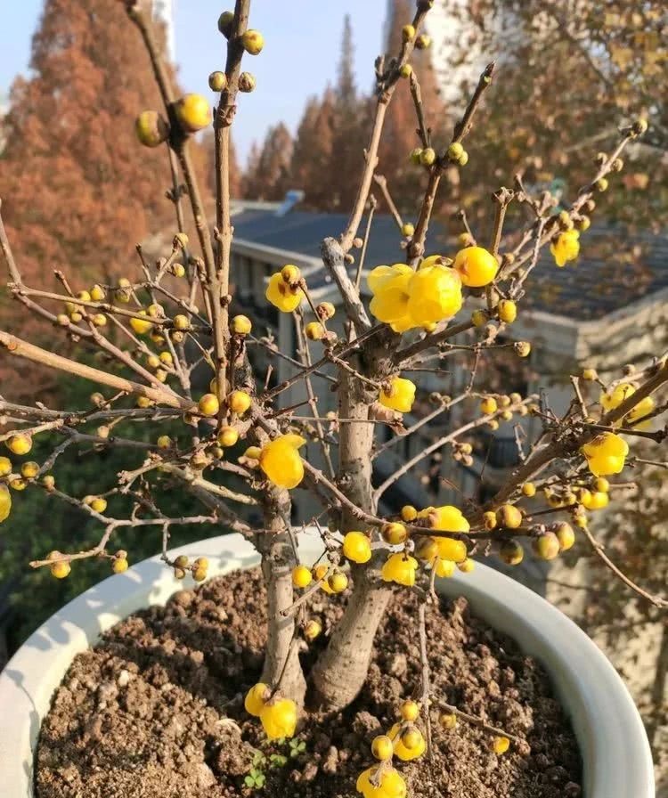 腊梅盆栽撸光叶子后 花苞晒太阳足了 开花满树金黄 更美更香了 看点快报