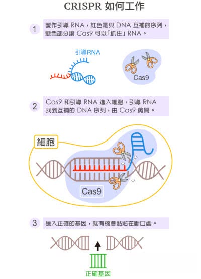 人体基因编辑是在编什么 5分钟搞懂基因神剪crispr 看点快报
